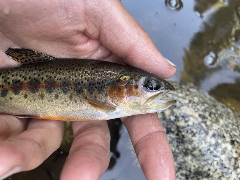 Golden trout in Exeter