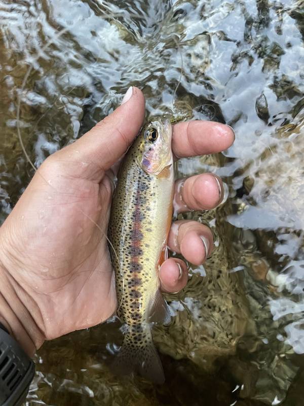Golden trout in Exeter