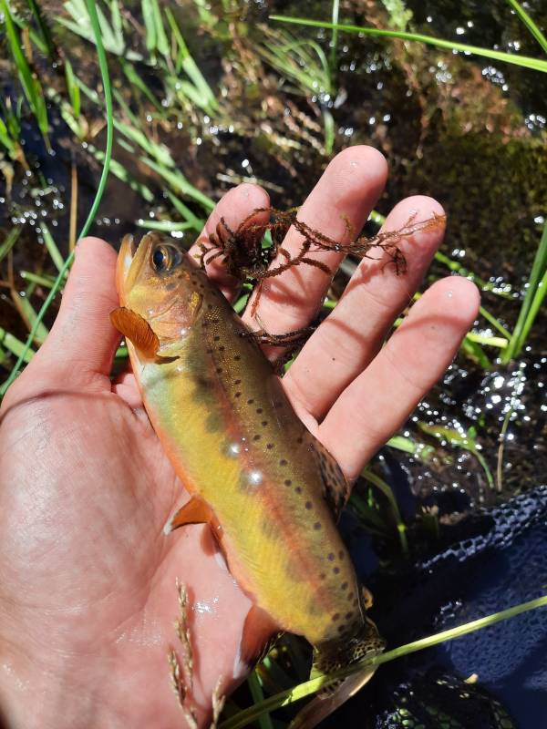 Golden trout in Cartago