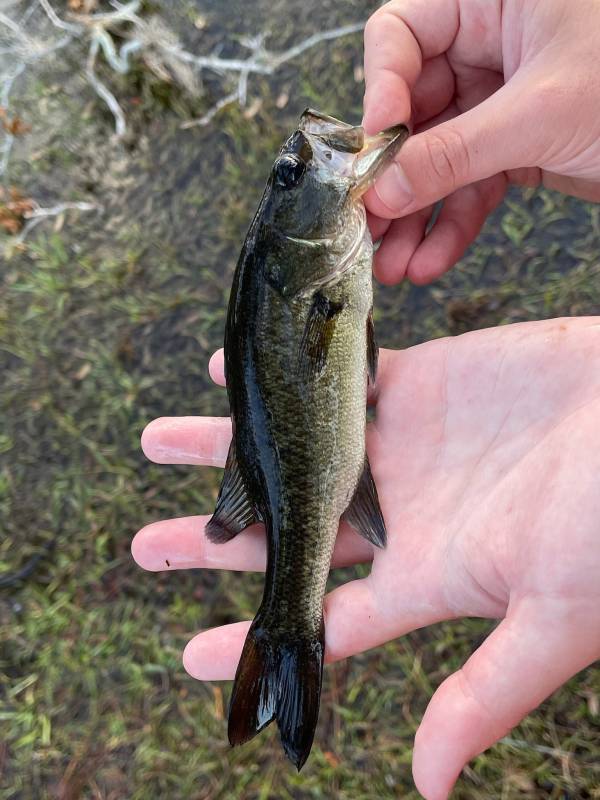 Largemouth bass in New Smyrna Beach