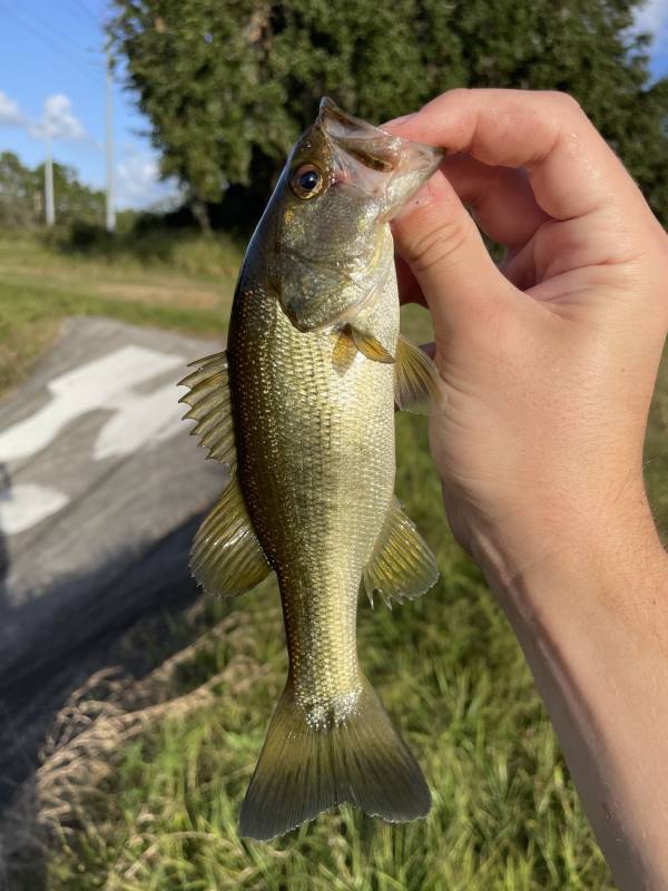 Largemouth bass in Davenport