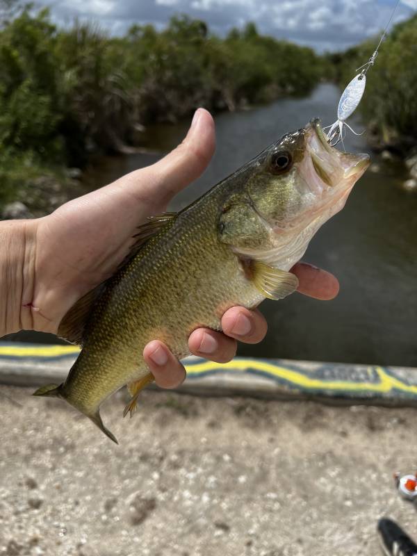 Largemouth bass in Everglades City