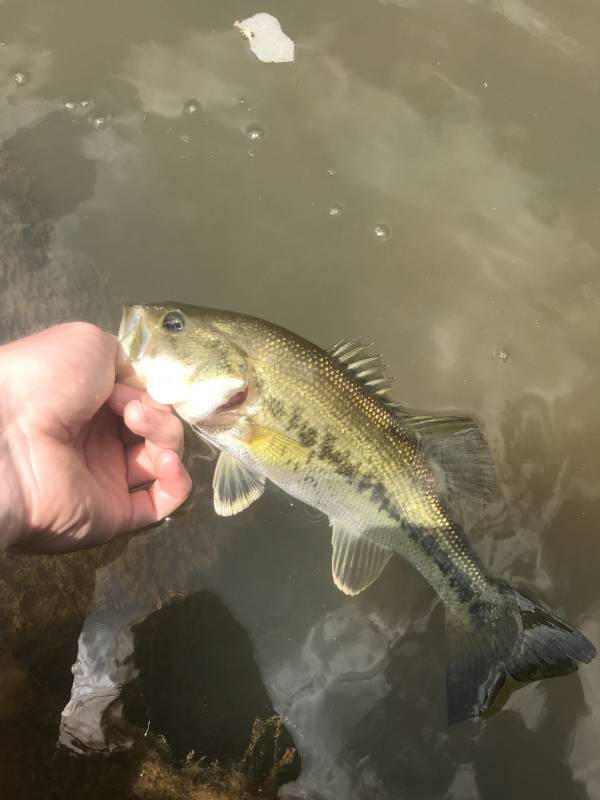 Largemouth bass in Mebane