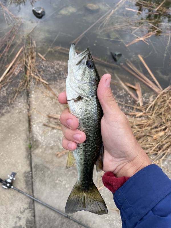 Largemouth bass in Macclenny