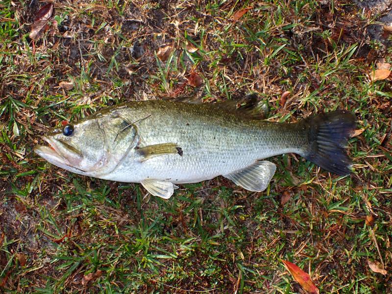 Largemouth bass in Boiling Spring Lakes