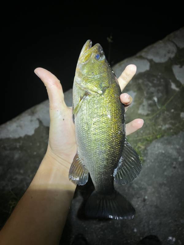 Largemouth bass in El Portal