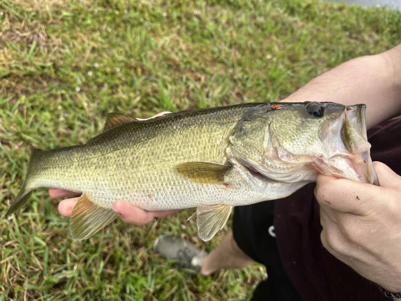 Largemouth bass in Ocean Ridge