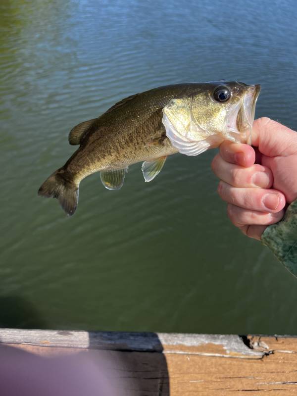 Largemouth bass in Stuart