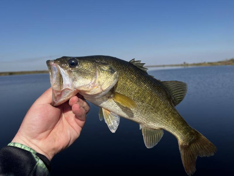 Largemouth bass in Miami Gardens
