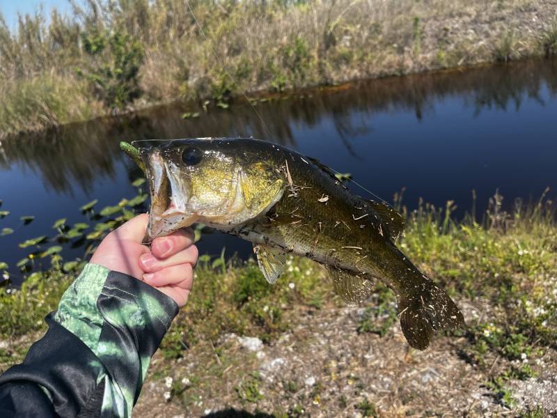 Largemouth bass in Miami Gardens