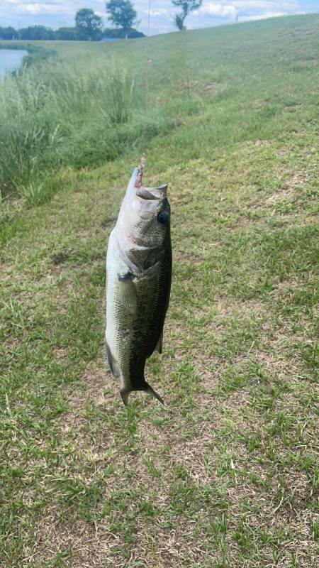 Largemouth bass in Maxton