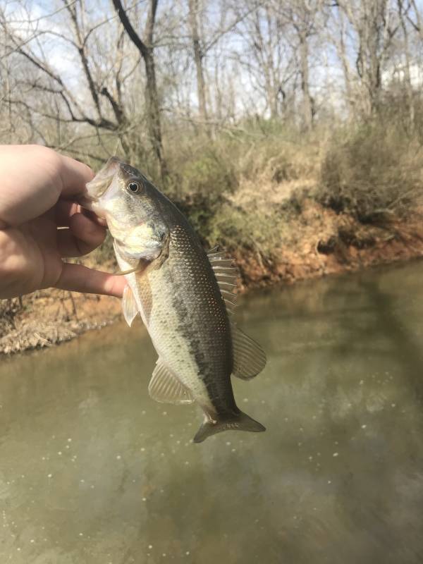 Largemouth bass in Mebane