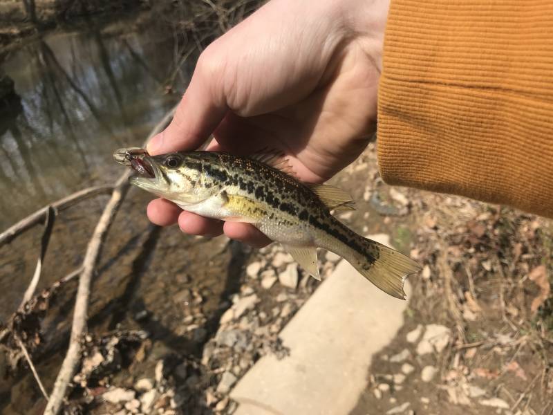 Largemouth bass in Mebane