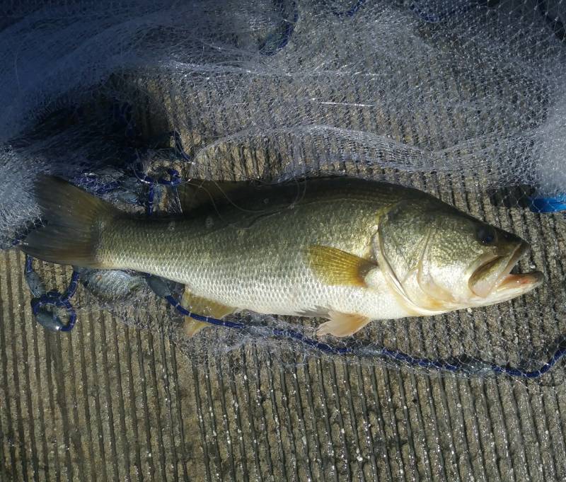 Largemouth bass in Saint Leo