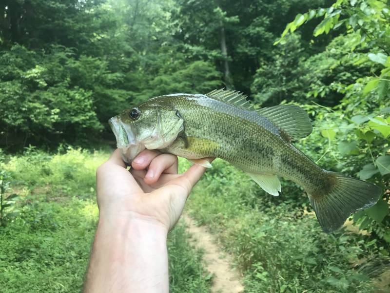 Largemouth bass in Mebane