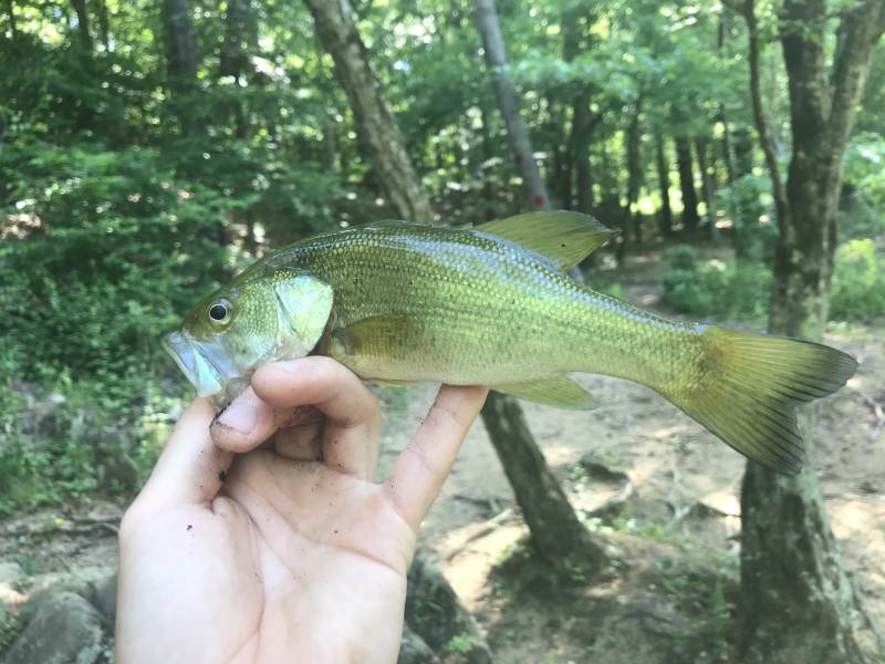 Largemouth bass in Mebane