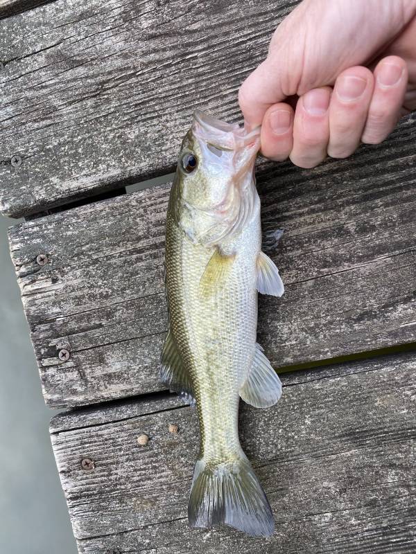 Largemouth bass in Wendell