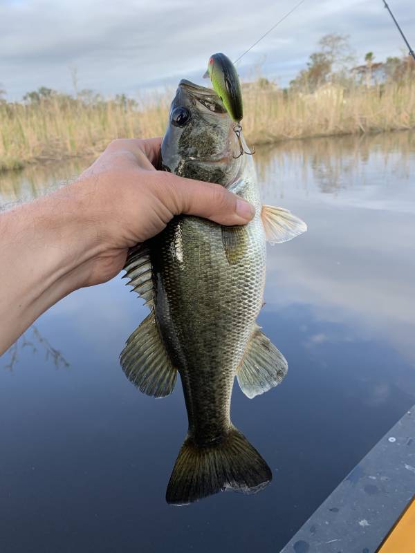 Largemouth bass in Jacksonville