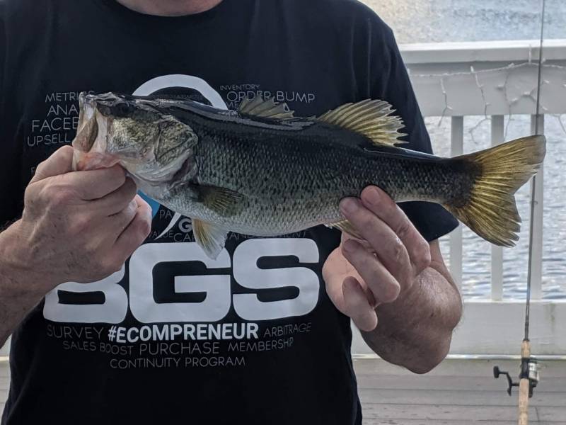 Largemouth bass in Stuart