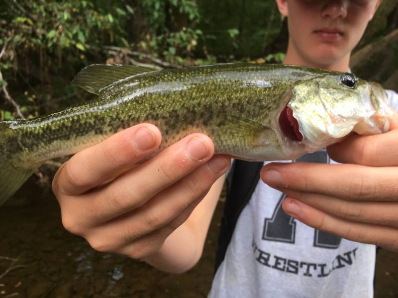 Largemouth bass in Butner