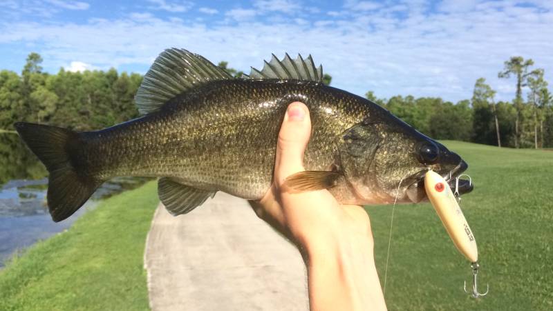 Largemouth bass in Bonita Springs