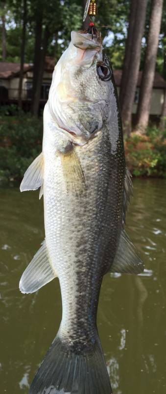 Largemouth bass in Wendell