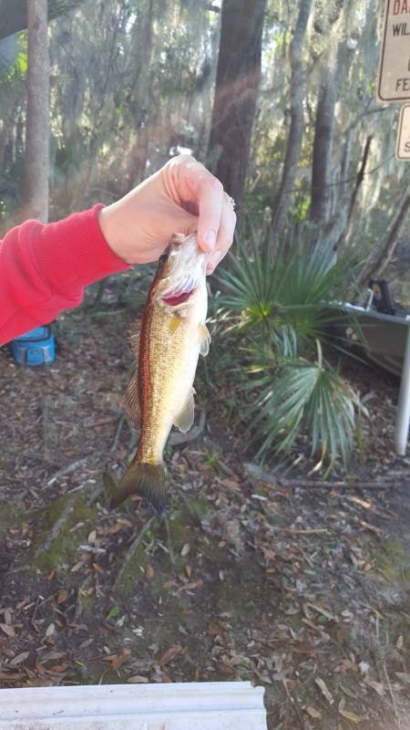 Largemouth bass in McIntosh