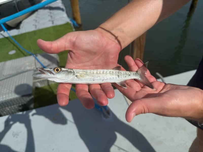 Great barracuda in Florida City