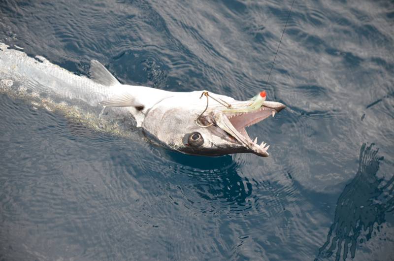 Great barracuda in Sunny Isles Beach