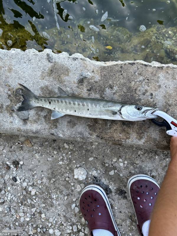 Great barracuda in Sunny Isles Beach