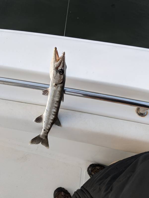 Great barracuda in United States