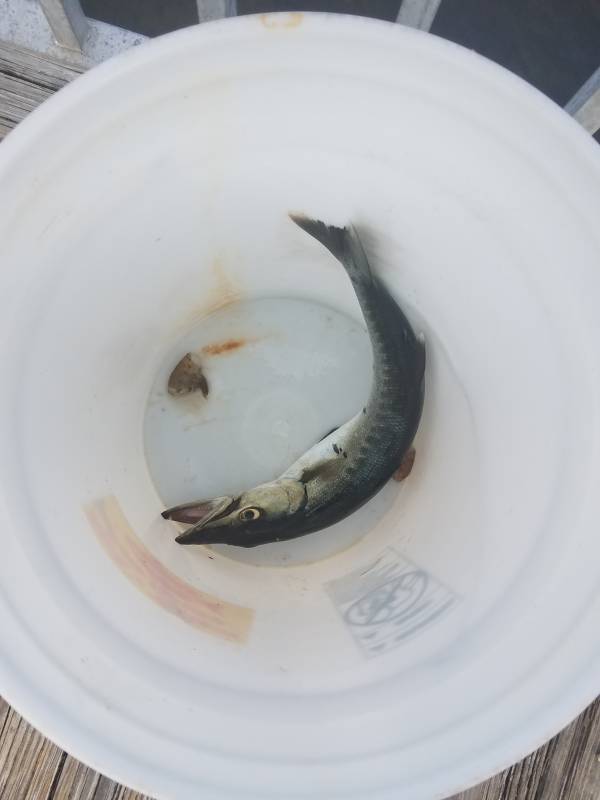 Great barracuda in Miami-Dade County