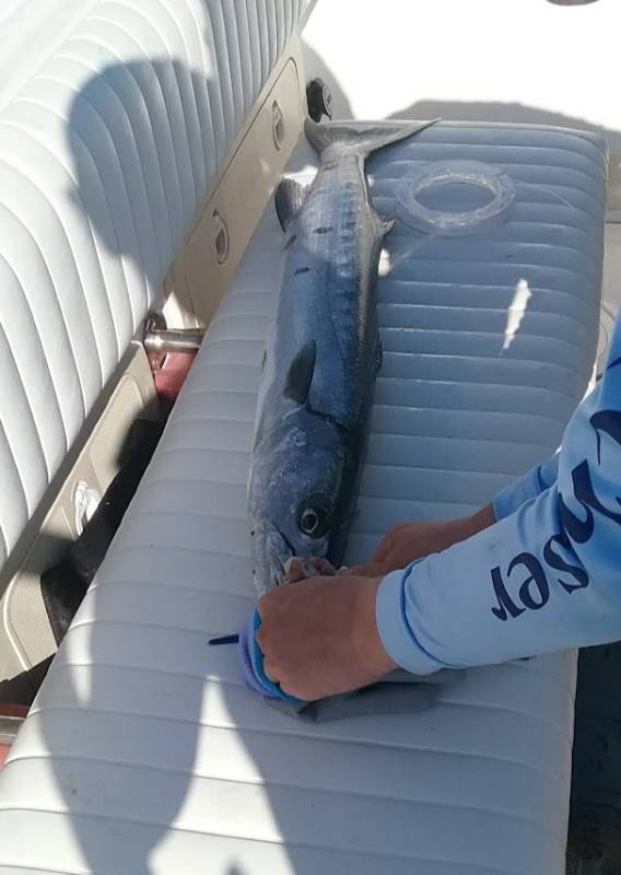 Great barracuda in Sunny Isles Beach