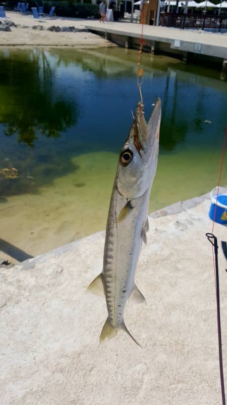 Great barracuda in Florida City