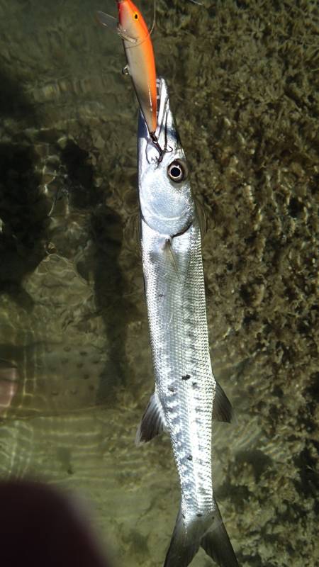 Great barracuda in Florida City