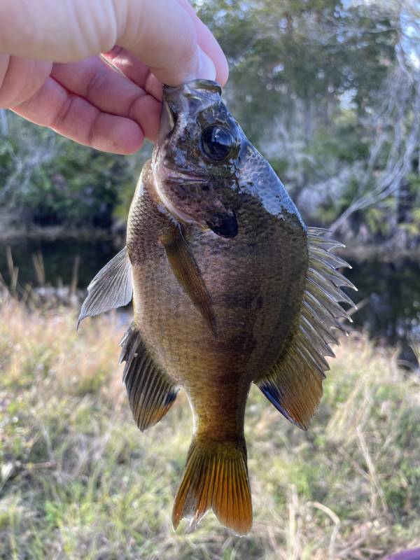 Bluegill in Oak Hill