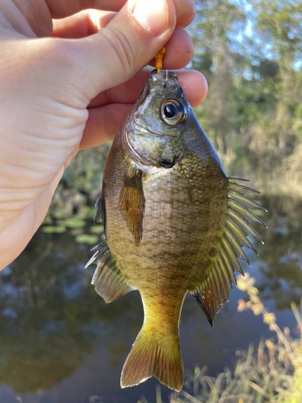 Bluegill in Oak Hill