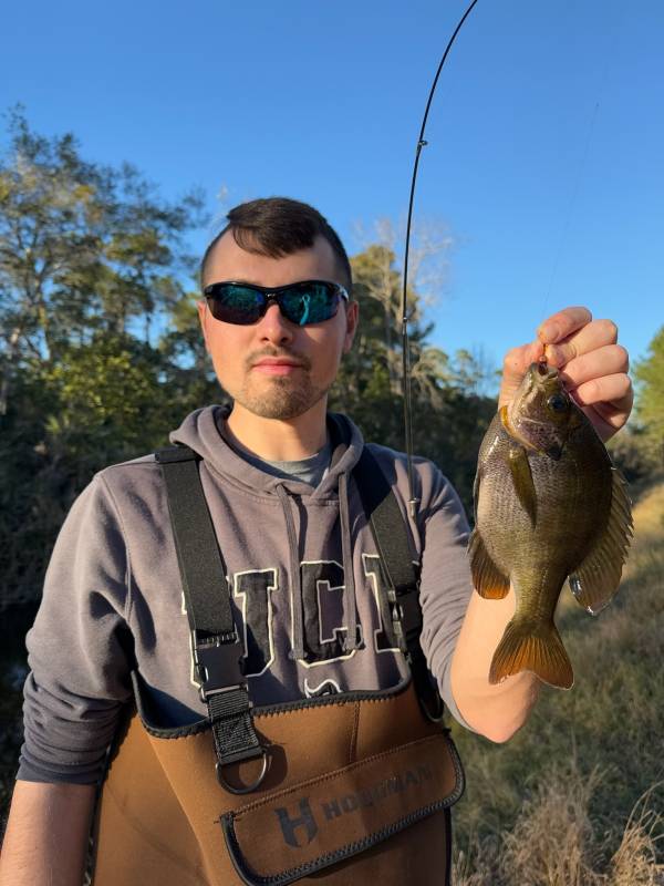Bluegill in Oak Hill
