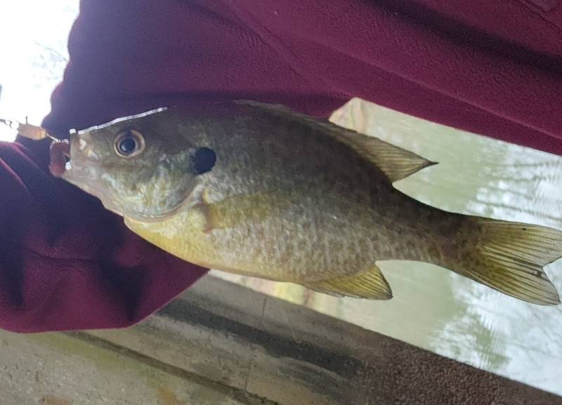 Bluegill in Georgia