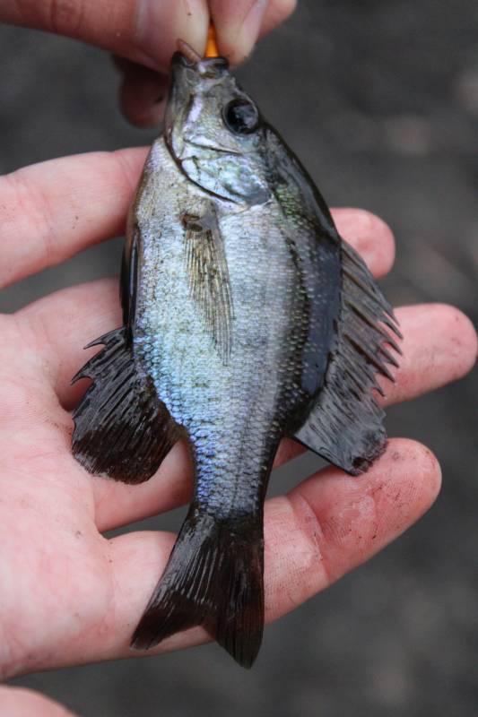 Bluegill in Melbourne
