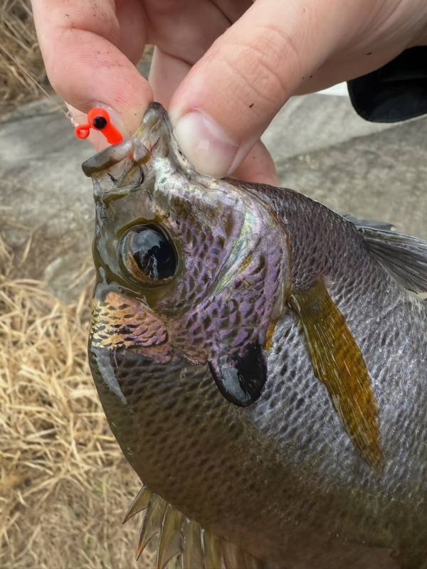 Bluegill in Oak Hill