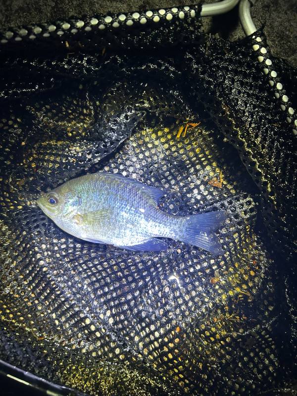 Bluegill in Elizabethtown