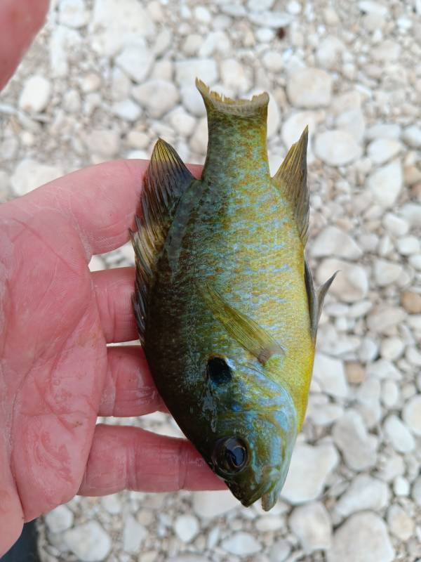 Bluegill in Meadowlakes