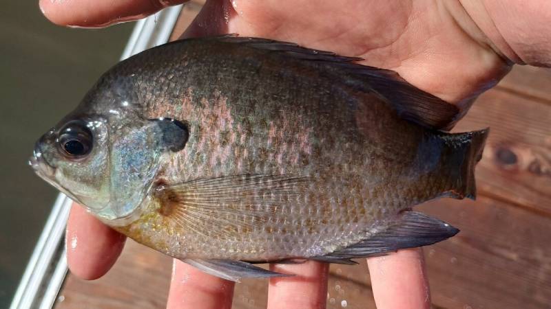 Bluegill in Hendersonville