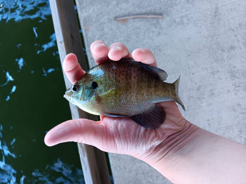 Bluegill in New Braunfels