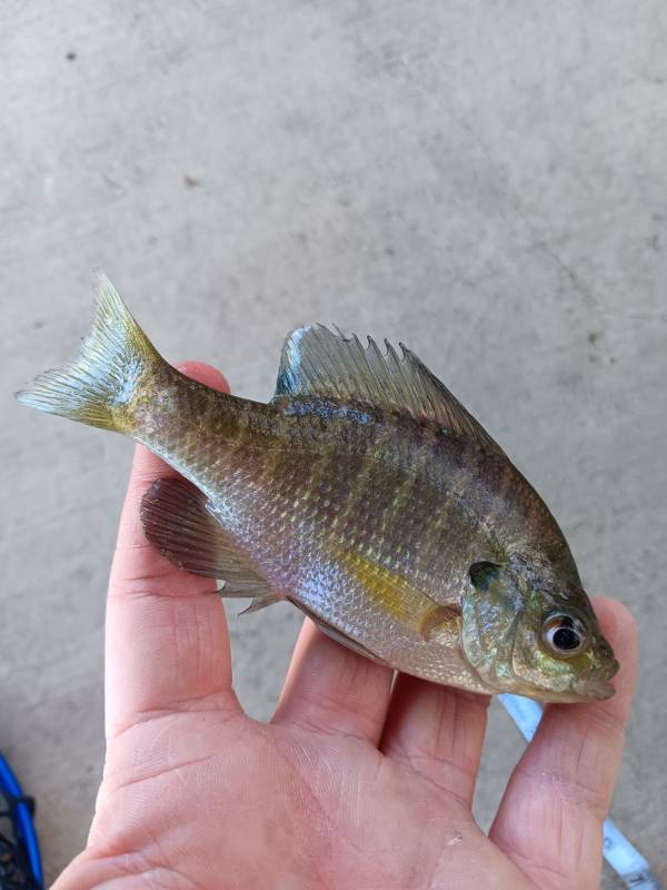 Bluegill in New Braunfels