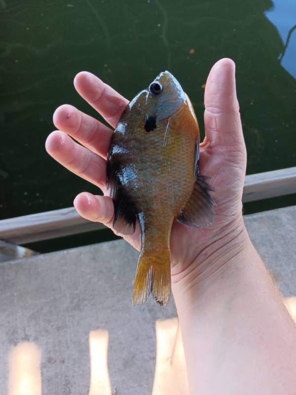 Bluegill in New Braunfels