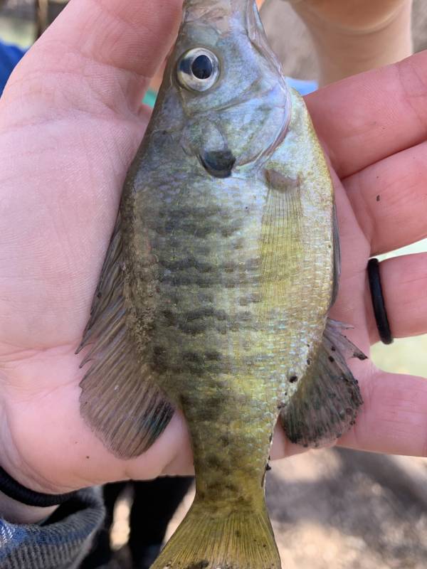 Bluegill in New Braunfels