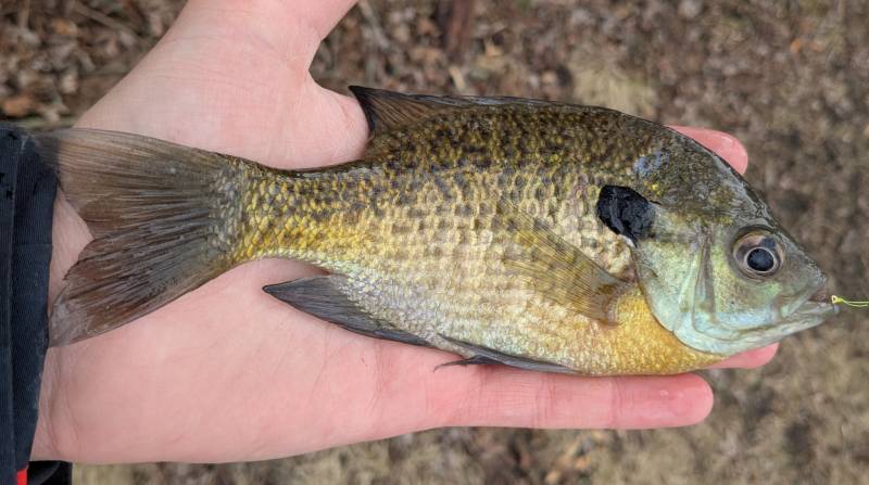 Bluegill in Westland