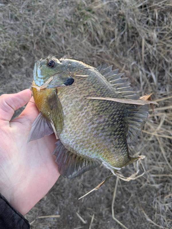 Bluegill in New Baltimore